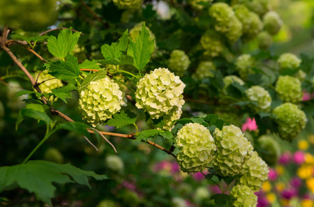 Branch of a white hydrangea tree set of bunches of flowers petals pale green