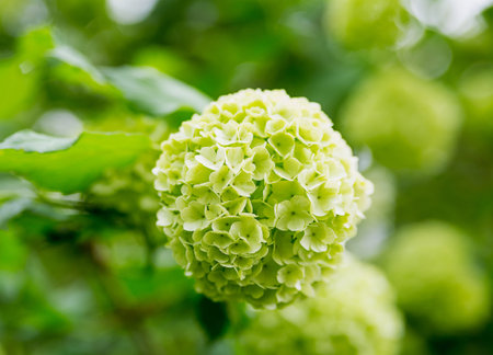 Bunch of small flowers light lemon color hydrangea close-up