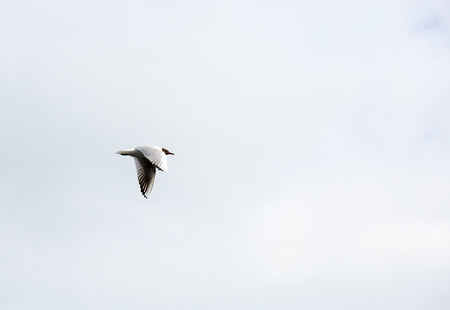 lonely little gray gull flies high in the morning skyの写真素材