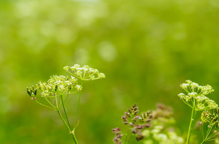 grass green white flowers inflorescence natural background fresh morning moodの写真素材