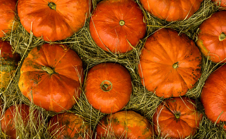 orange pumpkin straw background natural harvest autumn, symmetrical vegetables patternの写真素材