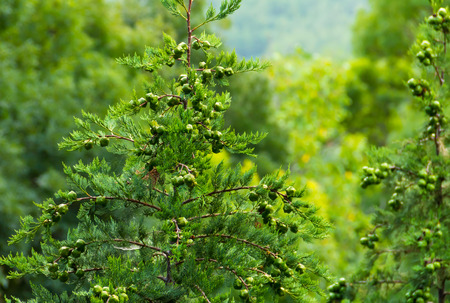 cypress tree. juicy young evergreen with buds berries close-up vegetable background eco textureの写真素材