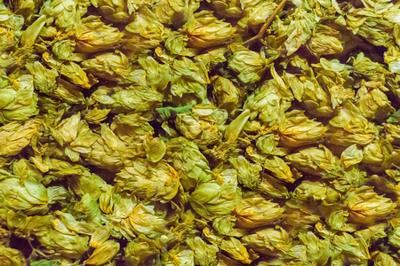 natural background hops dry shishka base of cooking beer flavor flavorの写真素材