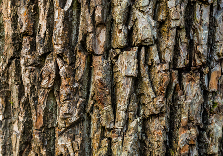 wood texture background abstract convex natural eco pattern, tree trunkの写真素材