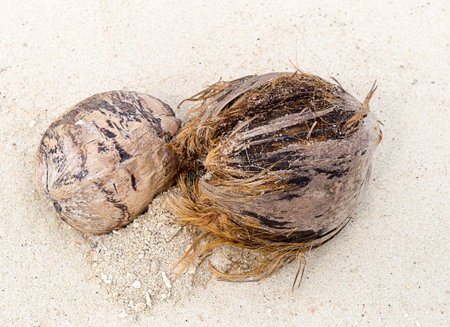 two cores coconut dry with brown fibers against a background of small light sand closeupの写真素材