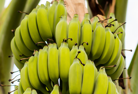 bunch green bananas immature grows on a palm tree close-up, plant grass with fruitsの写真素材