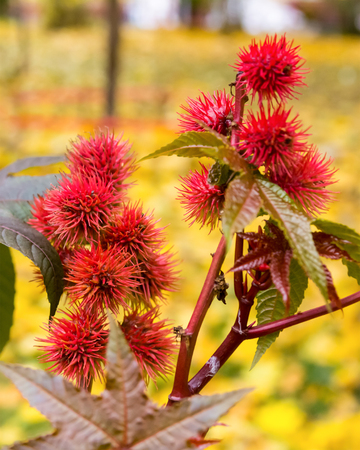 castor-oil plant burgundy red close-up, spiked fruit with figured leavesの写真素材