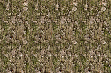 pine texture with green moss natural endless background base