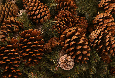 festive winter background one-piece brown cone on the background spruce branch, christmas and new...