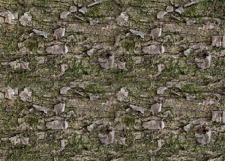 texture pattern pine bark moss green with patches of weathered close-up plantの写真素材