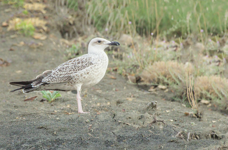 brown seagull close-up looks into the distance standing on a sand duneの写真素材