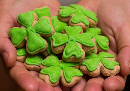 handful of cookies clover leaf green mastic in hands close-up treats feast Saint Patrickの写真素材