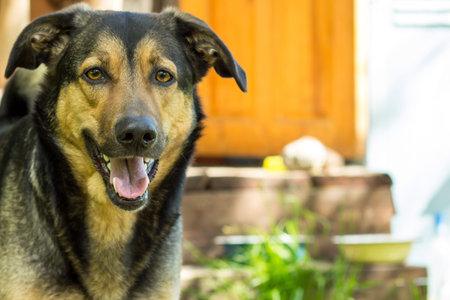 dog fluffy with brown eyes guards house blurred door background faithful friend safety copy space
