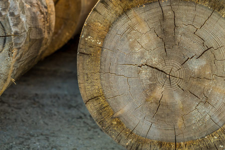 sawmill large round log spilled flat surface gray surface wooden close-up design rustic