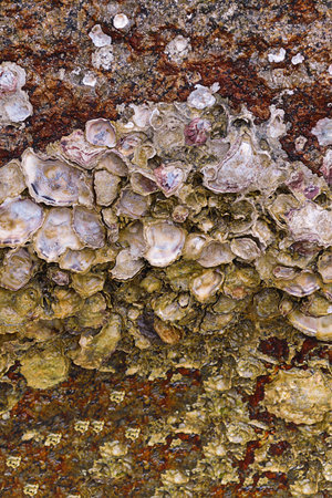 oyster shell on stone open matte mother-of-pearl surface marine design wild flora marine life backgroundの写真素材