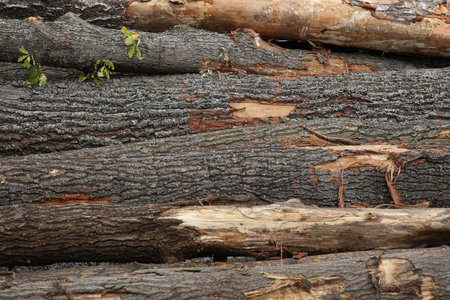brown wooden texture of a log horizontal hard weathered dark bark by shards close-up