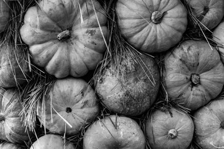 monochrome gray pumpkin mini vegetables gray hard pattern base vegetable backgroundの写真素材