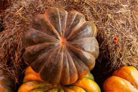 round ribbed pumpkin green on a hay background rustic design seasonal harvestの写真素材