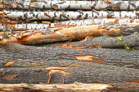 brown bark birch hard horizontal log background close-up base forest base design