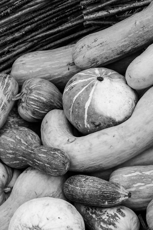 harvesting monochrome design long large pumpkins round stained design base substrateの写真素材