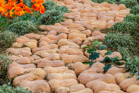 path pumpkin art design road ozz poppies orange vegetable background patternの写真素材