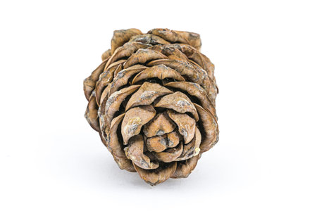 brown big cone on white background flora design close-up. Big lump lies  white background