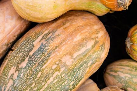 long pumpkin orange green many vegetables autumn design backgroundの写真素材