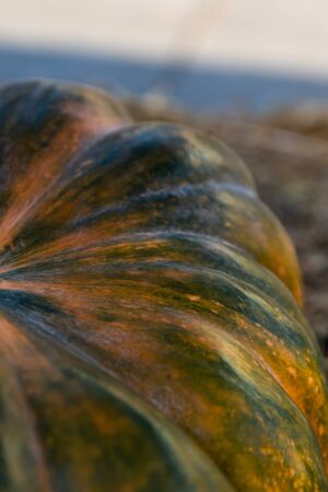 ripe big orange pumpkin green ribbed close-up texture natural harvest autumnの写真素材