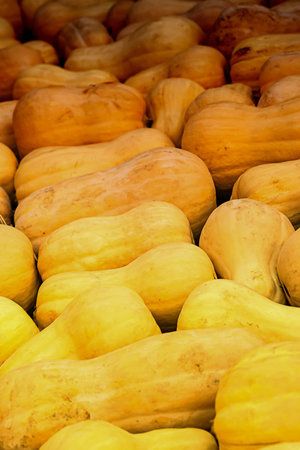set yellow pumpkins nutmeg long vegetables autumn design many background