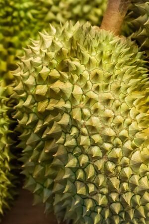 big prickly durian royal thailand fruit close-up. Strong smell baggage banの写真素材