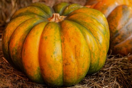 ripe pumpkin ribbed yellow large harvest autumn farmer design seasonalの写真素材