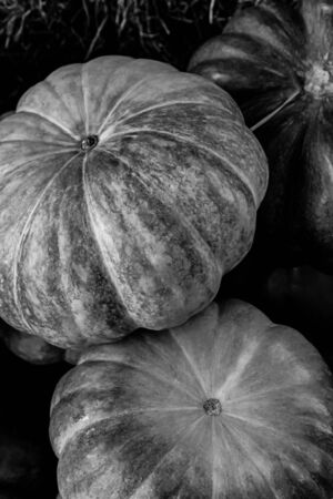 pair pumpkins monochrome background vegetable design basis substrate seasonal vegetables tonedの写真素材