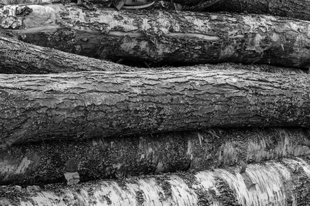 wall logs toned gray horizontal thick trees hard bark old surface covered with moss background base...