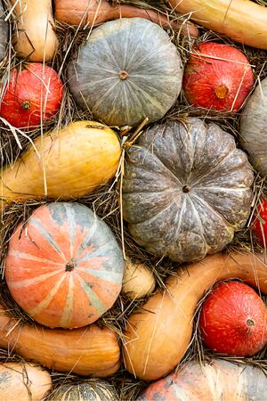 set different ripe pumpkin pattern background autumn vegetables seasonal base verticalの写真素材