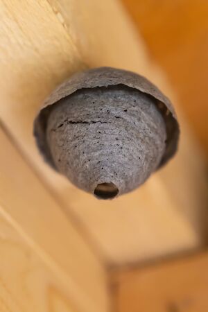 dried gray beehive beehive round thin wall abandoned close-upの写真素材