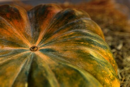 green yellow pumpkin ground vegetable closeup autumn design backgroundの写真素材