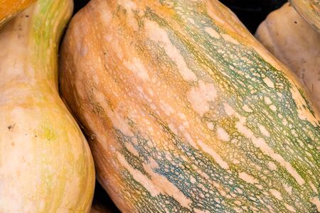 big long thick orange green pumpkin closeup background foundation harvest seasonalの写真素材