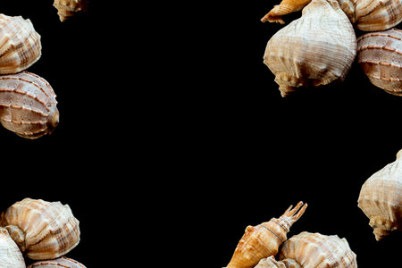 large shell frame, marine decor lies on a black background, design base rest on the oceanの写真素材