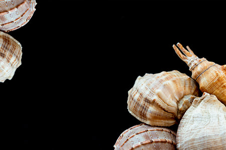 white and cream big shell round and ribbed, long natural design lies on a black background