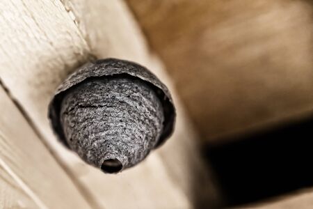 Old weathered gray beehive closeup hanging on a wooden background design baseの写真素材