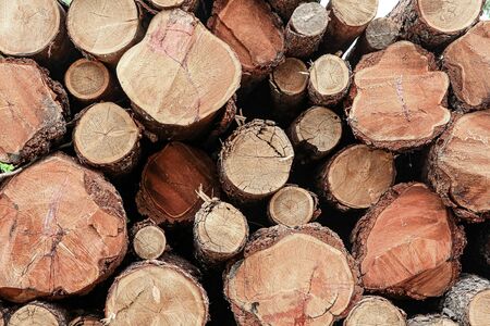 wooden pattern sawn end pine background wooden light beigeの写真素材