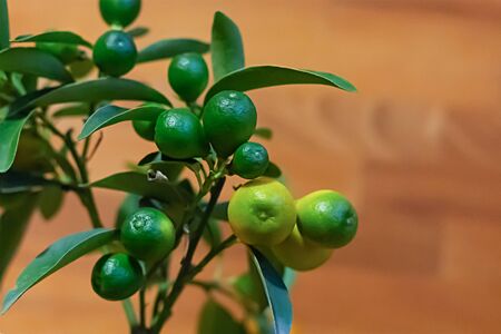 green lime citrus fruits hanging on a branch on a wooden backgroundの写真素材