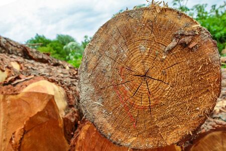 orange beige trunk pine end of log annual rings logging backgroundの写真素材