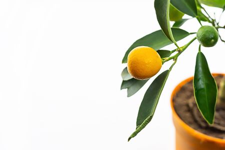 kumquat plant citrus branch growing in a pot stands on a white backgroundの写真素材