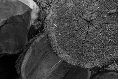 tree log closeup wooden background stained gray pattern baseの写真素材