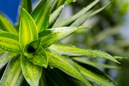 base fresh tropical plant lily long green leaves close up plant backgroundの写真素材