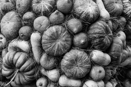 monochrome gray background vegetable design seasonal gray pumpkin mini longの写真素材