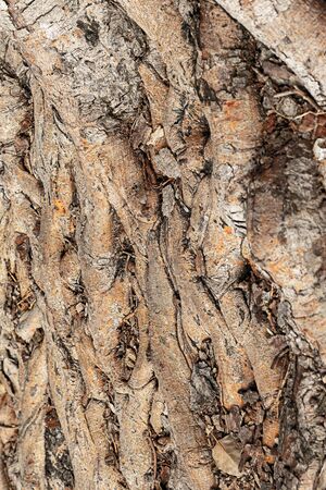 vertical wooden background brown and beige uneven tree roots old twistedの写真素材