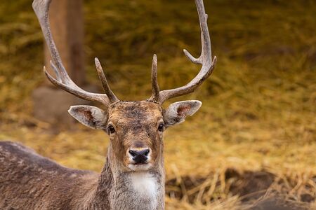 brown horned deer close-up portrait on a background of land of the hillの写真素材