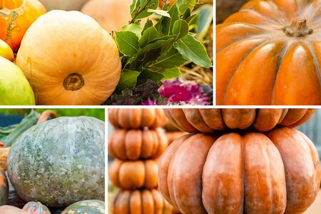 cell pattern set vegetable pumpkin large, laurel branch green and ornamental cabbageの写真素材